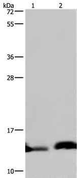 NDUFA5 Antibody