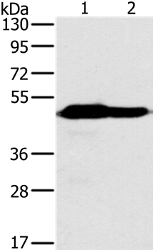 NDUFV1 Antibody