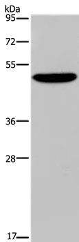 PVRL4 Antibody