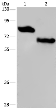 PVRL3 Antibody