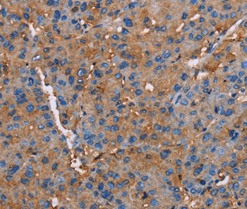 NLGN1 Antibody