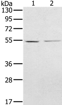 NMT2 Antibody