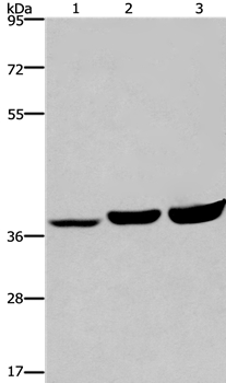 APAF1 Antibody