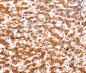FBLN1 Antibody