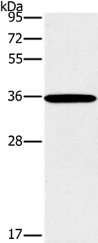 FOSL1 Antibody