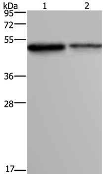 FOXA1 Antibody