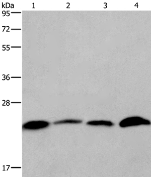 CMTM6 Antibody
