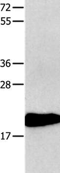 CMTM3 Antibody