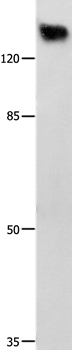 GRM1 Antibody