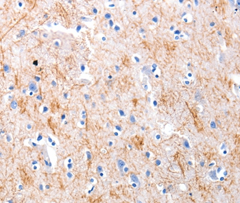 KISS1 Antibody