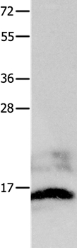 KISS1 Antibody