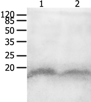 CCL8 Antibody