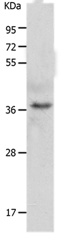 C1QTNF5 Antibody