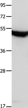 MTNR1A Antibody