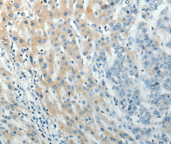 PXN Antibody