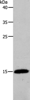 PFN2 Antibody