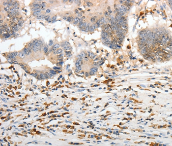 PTTG2 Antibody