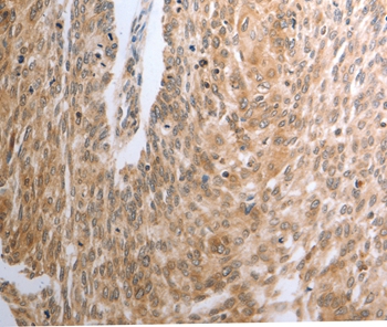 RAD51 Antibody