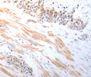 RAD51 Antibody