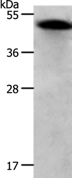 RBMS1 Antibody