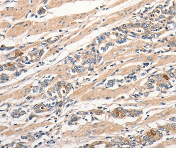 SLC41A2 Antibody