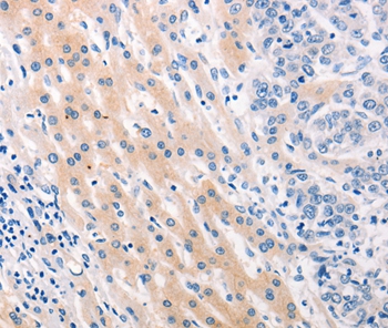 MUC2 Antibody