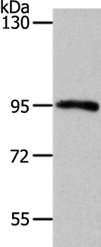 MYSM1 Antibody