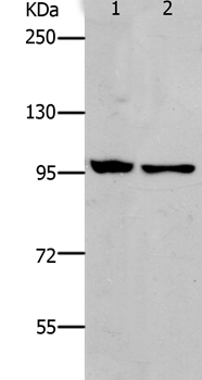 NFKB2 Antibody