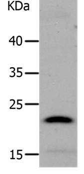 LCN2 Antibody