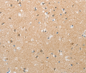 TACR2 Antibody