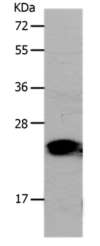 PONC Antibody