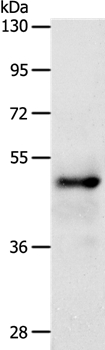 SOX8 Antibody