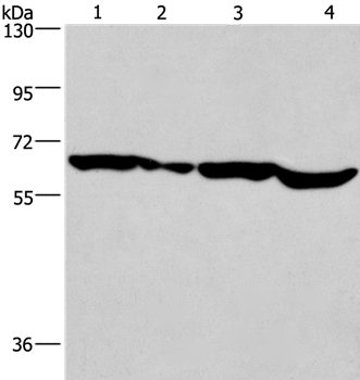 SOX18 Antibody