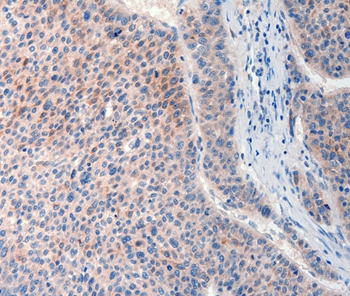 FAT4 Antibody