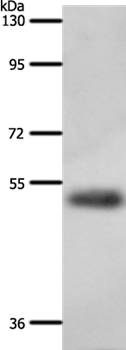 A1BG Antibody