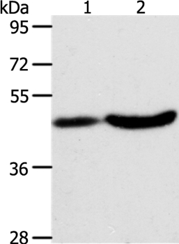 PLIN2 Antibody