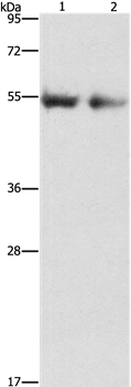 ANGPT4 Antibody