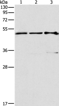 TFAP2C Antibody