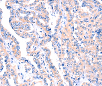 APBA2 Antibody