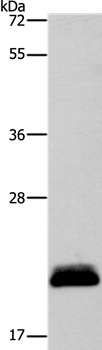 APOBEC3C Antibody