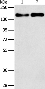 THBS1 Antibody