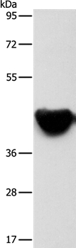 ACTA2 Antibody