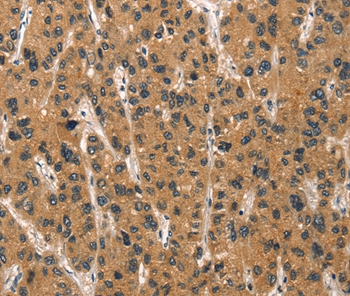 DEFA1/3 Antibody