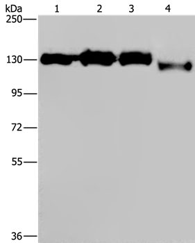 GTF2I Antibody