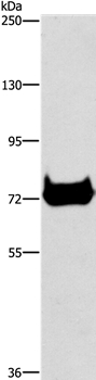 CEL Antibody