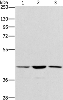 IBSP Antibody