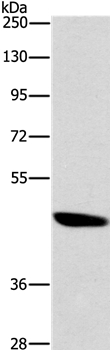 BRS3 Antibody