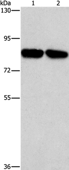 CD2AP Antibody