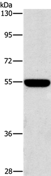 SIGLEC7 Antibody