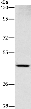 SIGLEC6 Antibody